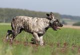 BOUVIER DES ARDENNES 105